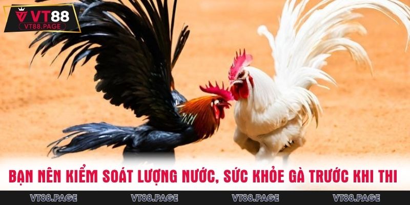 Bạn nên kiểm soát lượng nước, sức khỏe gà trước khi thi 