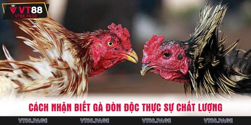 Cách nhận biết gà đòn độc thực sự chất lượng