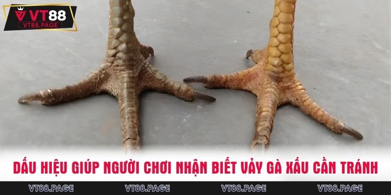 Dấu hiệu giúp người chơi nhận biết vảy gà xấu cần tránh
