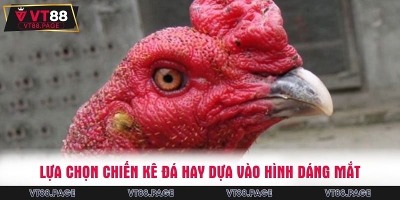 Lựa chọn chiến kê đá hay dựa vào hình dáng mắt