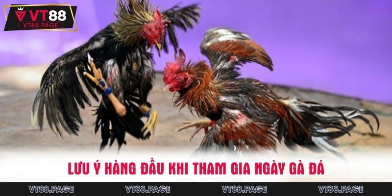 Lưu ý hàng đầu khi tham gia ngày gà đá