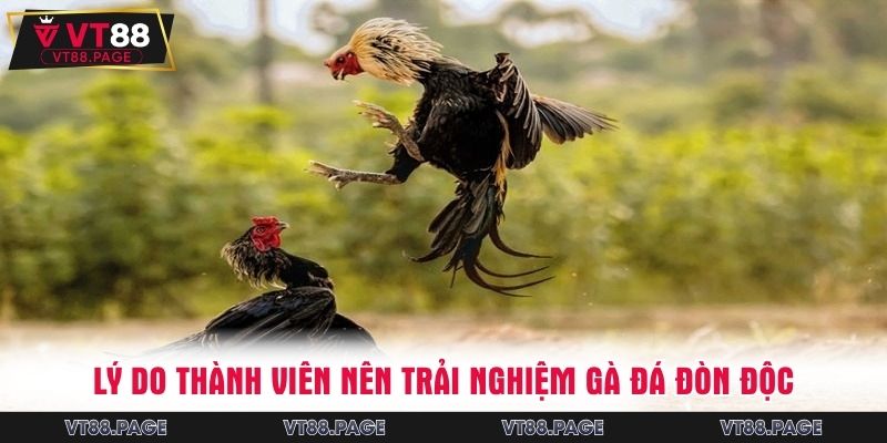 Lý do thành viên nên trải nghiệm gà đá đòn độc