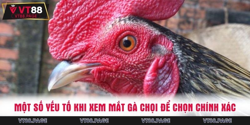 Một số yếu tố khi xem mắt gà chọi để chọn chính xác