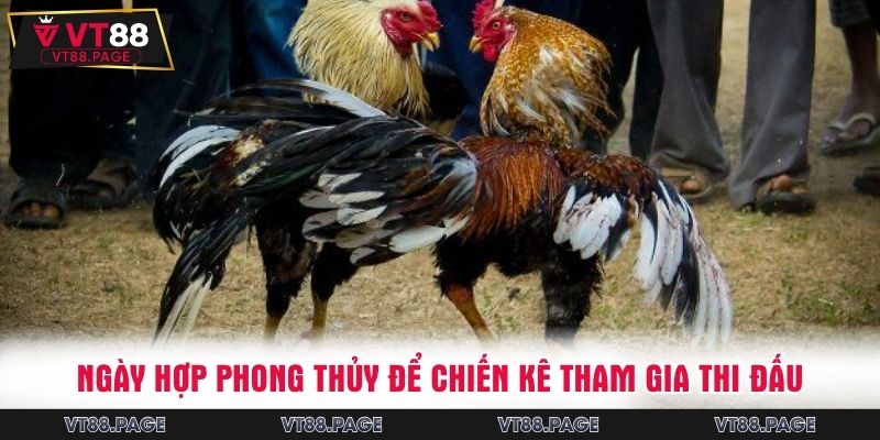 Ngày hợp phong thủy để chiến kê tham gia thi đấu