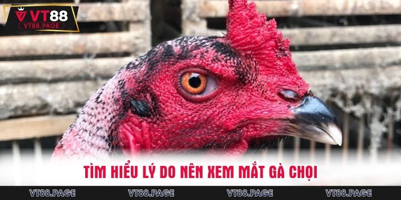 Tìm hiểu lý do nên xem mắt gà chọi
