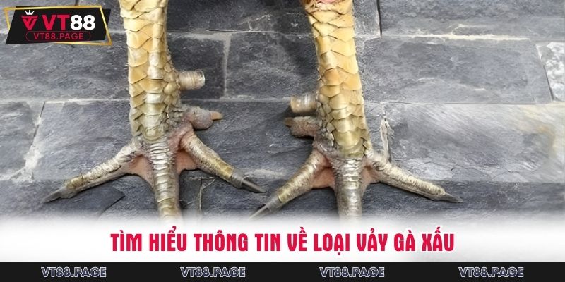 Tìm hiểu thông tin về loại vảy gà xấu
