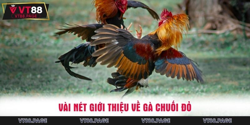 Vài nét giới thiệu về gà chuối đỏ