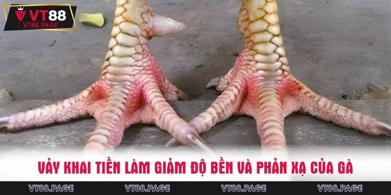 Vảy khai tiền làm giảm độ bền và phản xạ của gà