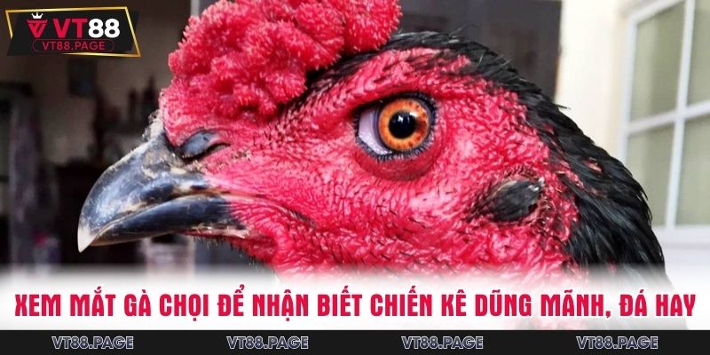 Xem mắt gà chọi