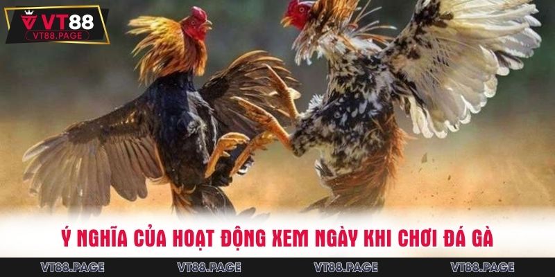 Ý nghĩa của hoạt động xem ngày khi chơi đá gà